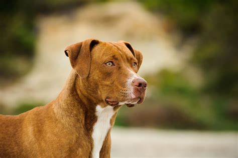 5 Types of Pit Bull Dog Breeds
