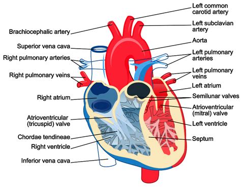 The Heart | Boundless Anatomy and Physiology