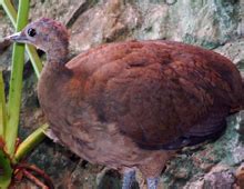 Great tinamou – The Dallas World Aquarium