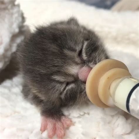 Baby kitten having some food – Artofit