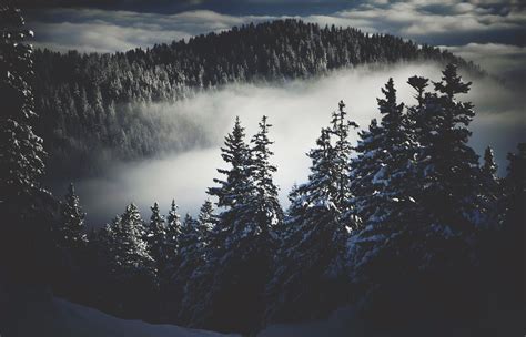 Snowy Dark Forest Wallpaper