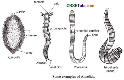 Phylum Annelida - Characteristics and Classification - CBSE Tuts