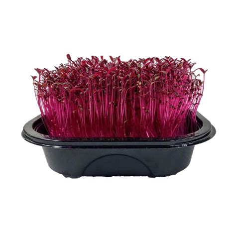 Shop Amaranth Microgreens Seeds Online | Urja Seeds