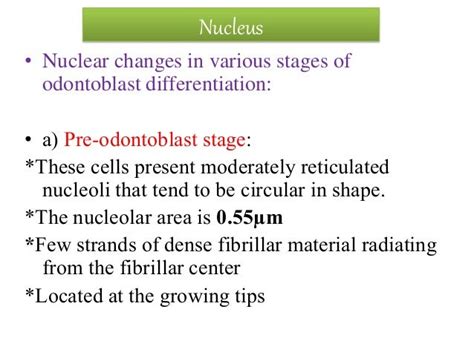 ODONTOBLAST