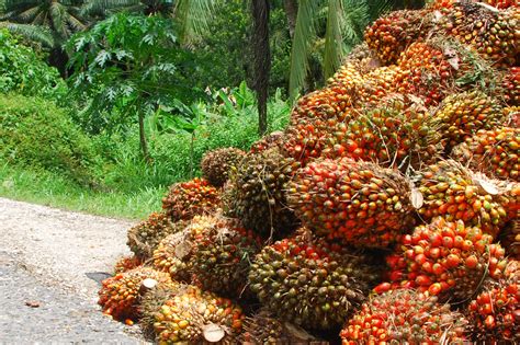 Ghana Life • Palm nut Fruit – Grew up on this, makes delicious...