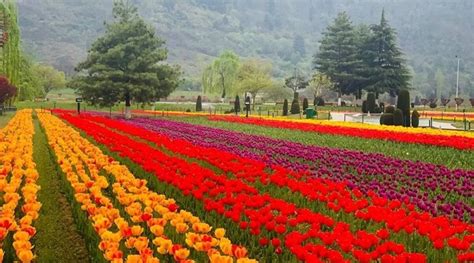 Tulip Garden In Srinagar Opens To Tourists; All Eyes Now Set On Tulip Festival 2022... | EBNW Story