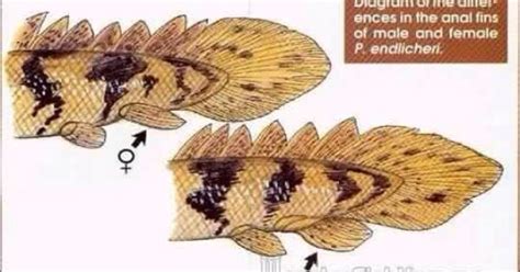 Bichir Breeding Information - Post your experiences! | MonsterFishKeepers.com