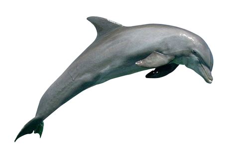 Jumping Dolphin PNG Image Background