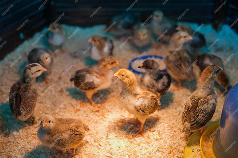 Premium Photo | Baby chicken in agricultural poultry farm. Contact zoo.