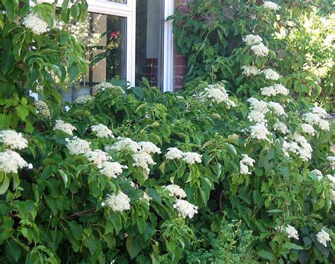 CLIMBER Climbing Hydrangea