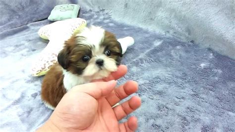 Micro Teacup Shih Tzu For Sale - Shih Tzu Dog