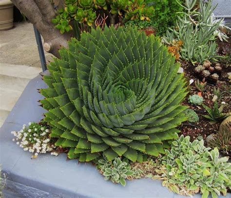 This Spiral Aloe plant : oddlysatisfying