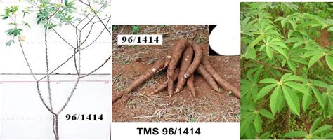 CHARACTERISTICS OF DIFFERENT CASSAVA VARIETIES (PICTURES)