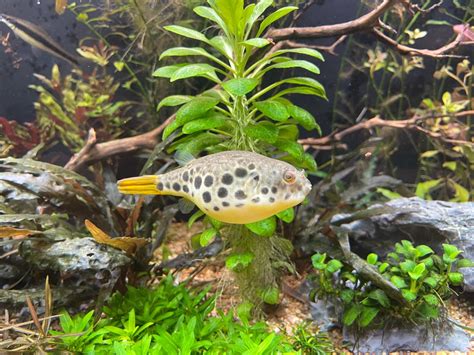 Is my Spotted Congo Puffer a Male or Female? - General Discussion - C.A.R.E.