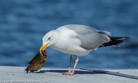 Photographing Herring Seagulls “Sharing” a Bluegill | Welcome to NancyBirdPhotography.com