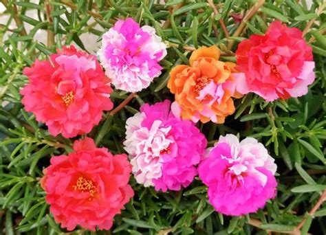 How to Grow Moss Roses