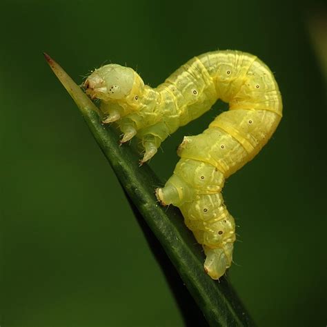 Inchworm