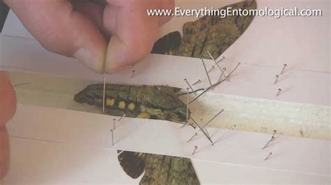 How to Set A Moth - YouTube