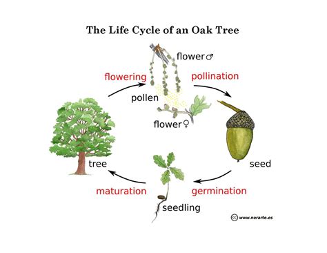 Acorn tree life cycle - mouseFlex