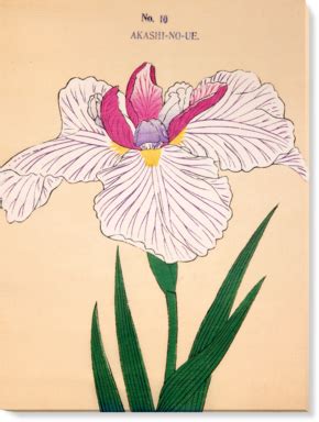 Iris Flowers, Botanical Flowers, Botanical Prints, Japanese Prints, Japanese Art, Watercolor ...