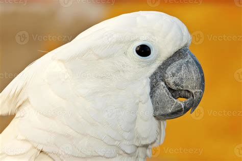 parrot cockatoo 730015 Stock Photo at Vecteezy