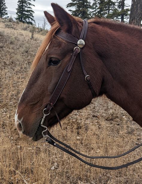 Western Bridle Dark Leather - Outback Saddles