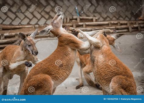 Red Australian Kangaroo Fighting Stock Photo - Image of brown, mammal ...