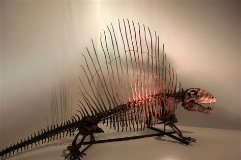 Dimetrodon | Fossils | Good Free Photos - Free Public Domain Stock Photos