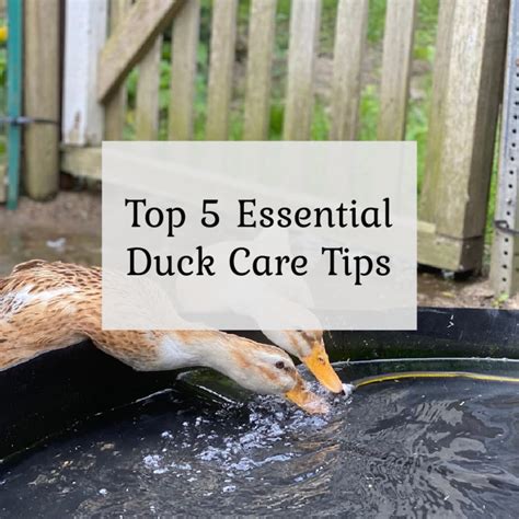 Top 5 Essential Duck Care Tips - The Cape Coop