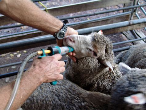 Sheep Drenching - Animal Handling Guides