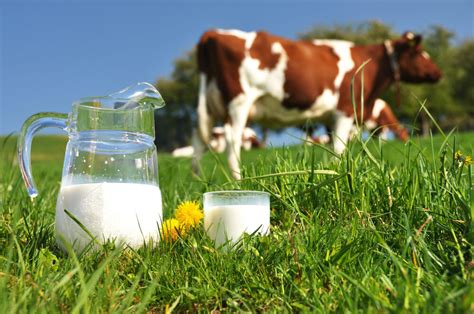 Quarterly cow milk output up 3% - Tehran Times