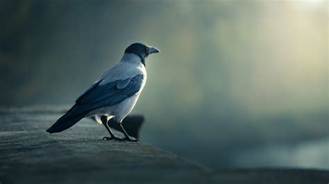 Download Animal Bird 4k Ultra HD Wallpaper