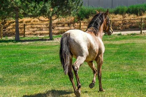 Everything You Should Know About the Quarter Horse Breed