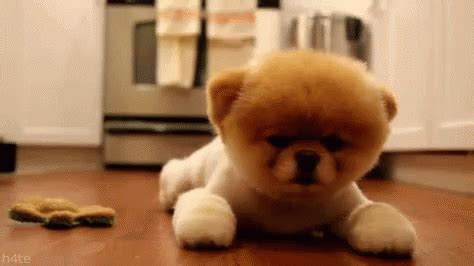 Pomeranians GIF - Pomeranians - Discover & Share GIFs