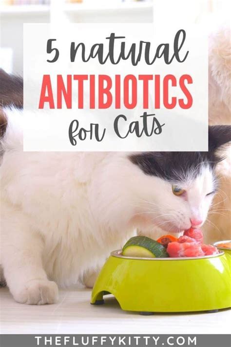 5 Natural Antibiotics For Cats That Boost Health - Fluffy Kitty | Cat health problems, Cat ...