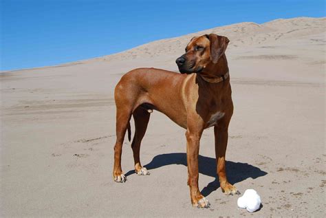 12 Dog Breeds That Originated in Africa