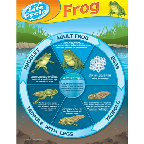 Frog Life Cycles Chart - TCR7713 | Teacher Created Resources