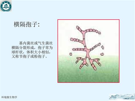 Tel： 环境微生物学 侯森 暨南大学环境学院 Tel： ppt download