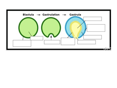 gastrulation diagram Diagram | Quizlet