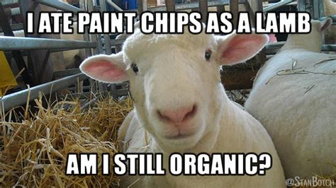 23 Funny Sheep Memes, Botch