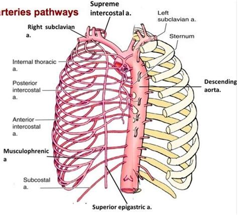 Anterior & Posterior Intercostal Artery