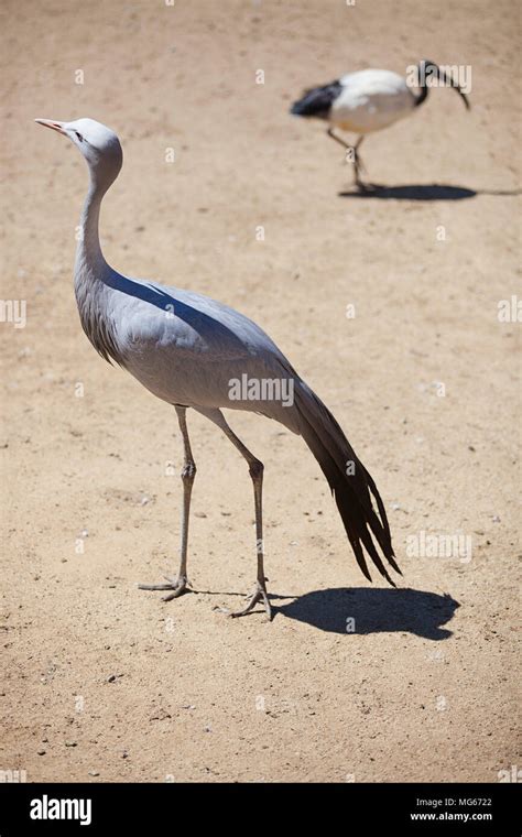 Blue crane bird hi-res stock photography and images - Alamy