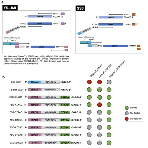 Fig. S12 | Schematic representation of the tested oligo-dT / TSO... | Download Scientific Diagram