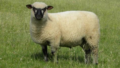 Shropshire Sheep For Sale | Hayne Oak Farm