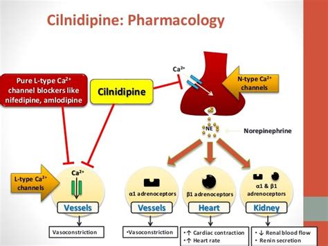 Calcium Channel Blockers in Hypertension