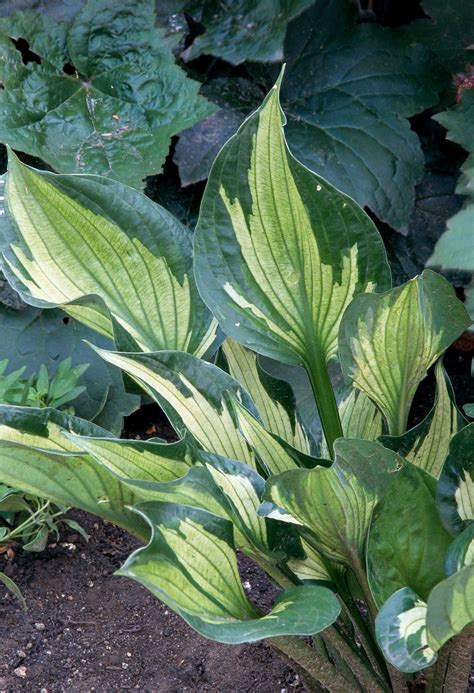 Hosta Plants, Shade Perennials, Shade Plants, Hostas, Garden Plants ...