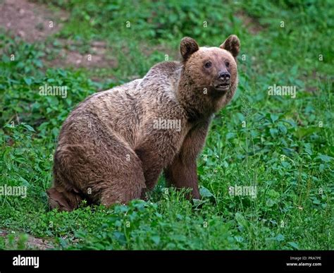 European brown bear Stock Photo - Alamy