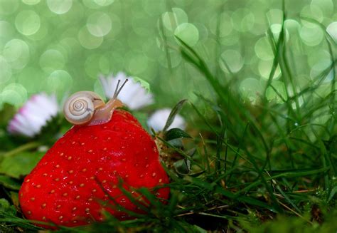 What is the best food for snails? - Snail Farming World