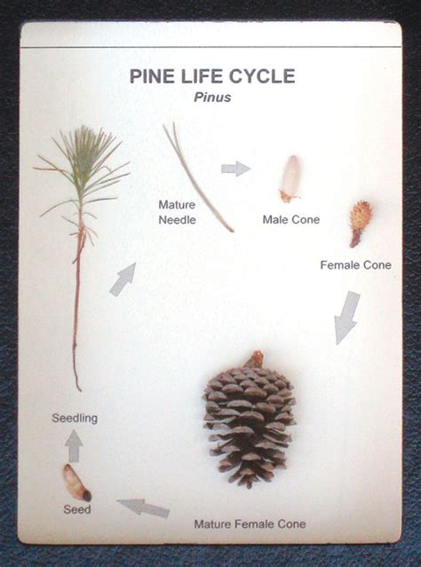 Pinus Male Cone Diagram