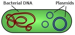 1: Illustration of a bacterium with plasmid. | Download Scientific Diagram